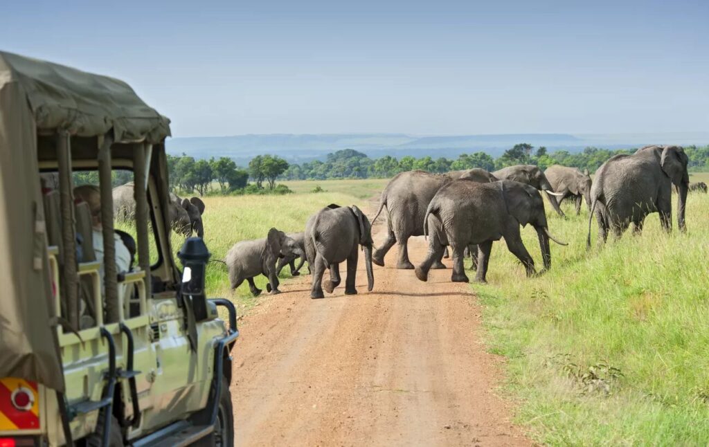 Unforgettable Safari Guide to Africa